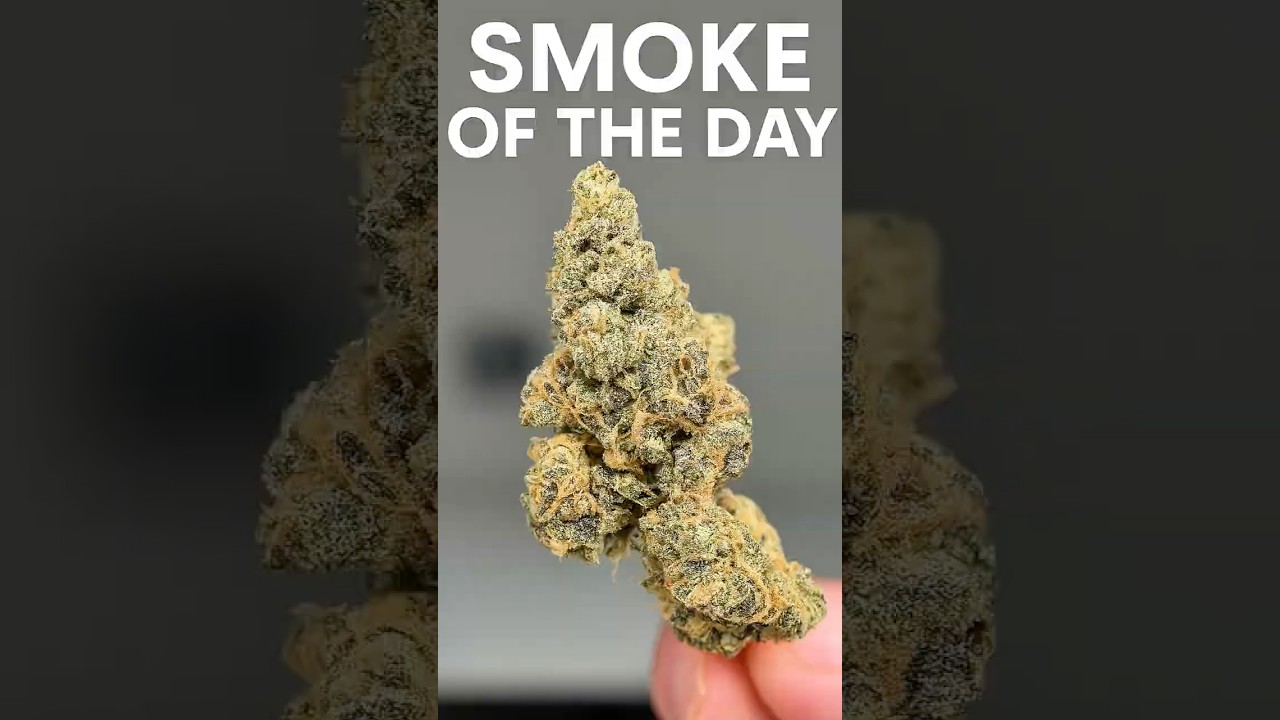 Gary Payton strain &mdash; flavor, high, and smell 🌿 #cannabisreview #cannabiseducation #legalweed