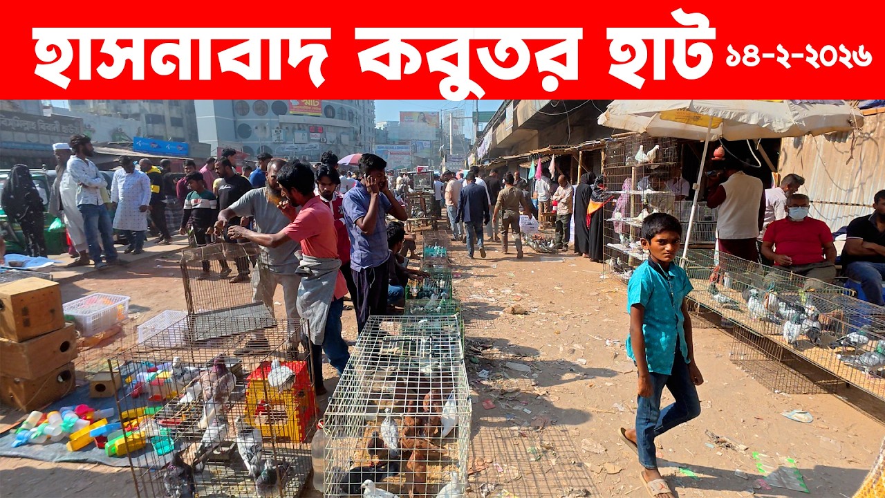 হাসনাবাদ কবুতর হাট ১৪-২-২০২৬ | kobutor hat 2026 | pigeon market in bangladesh