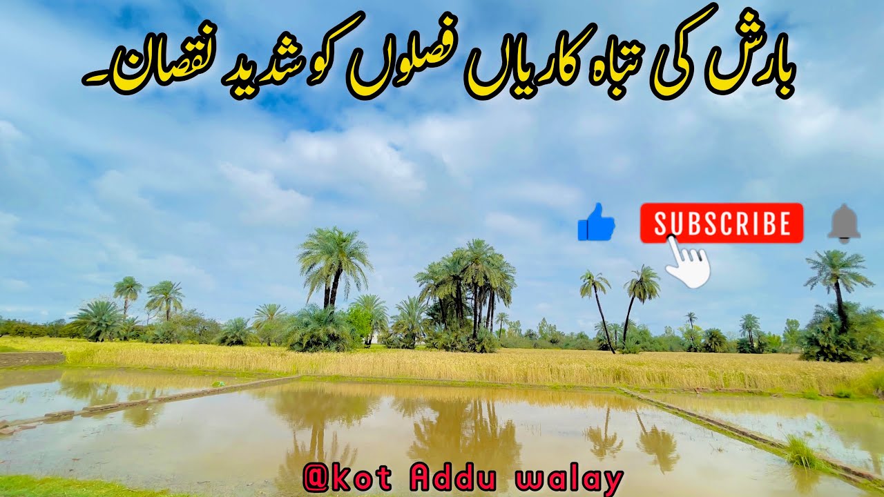 Rain Damaged Wheat Crops In || Kot Addu ||Punjab  || Pakistan