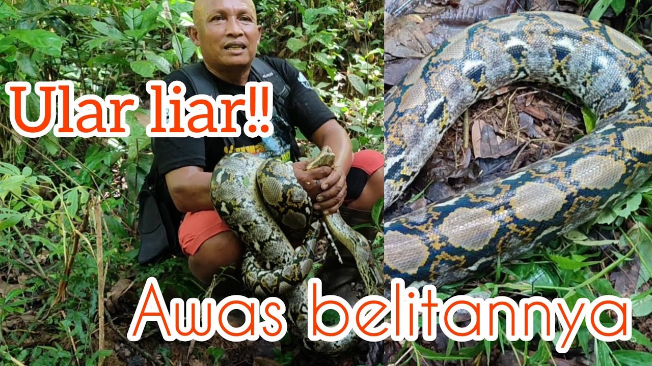 Mencari King Cobra!! Warga berteriak melihat ular besar!!