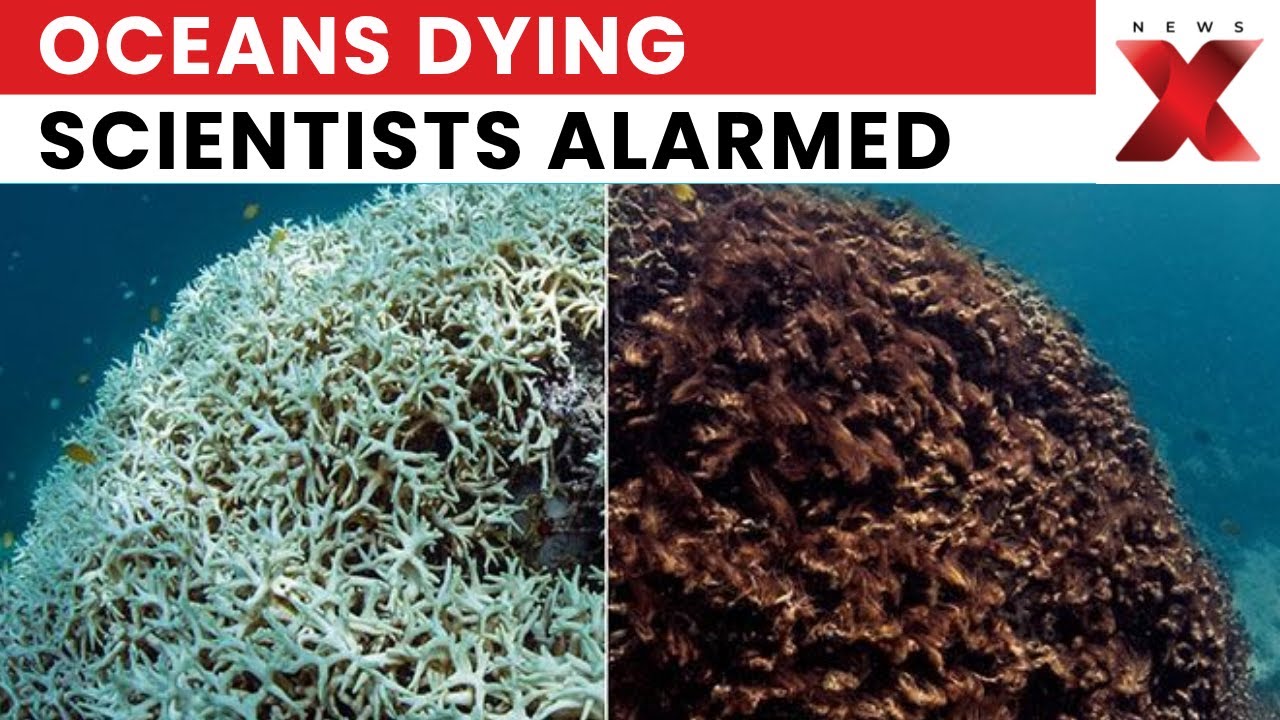 Explainer: Coral Reefs in Global Die-Off That&rsquo;s Now Virtually Irreversible | NewsX