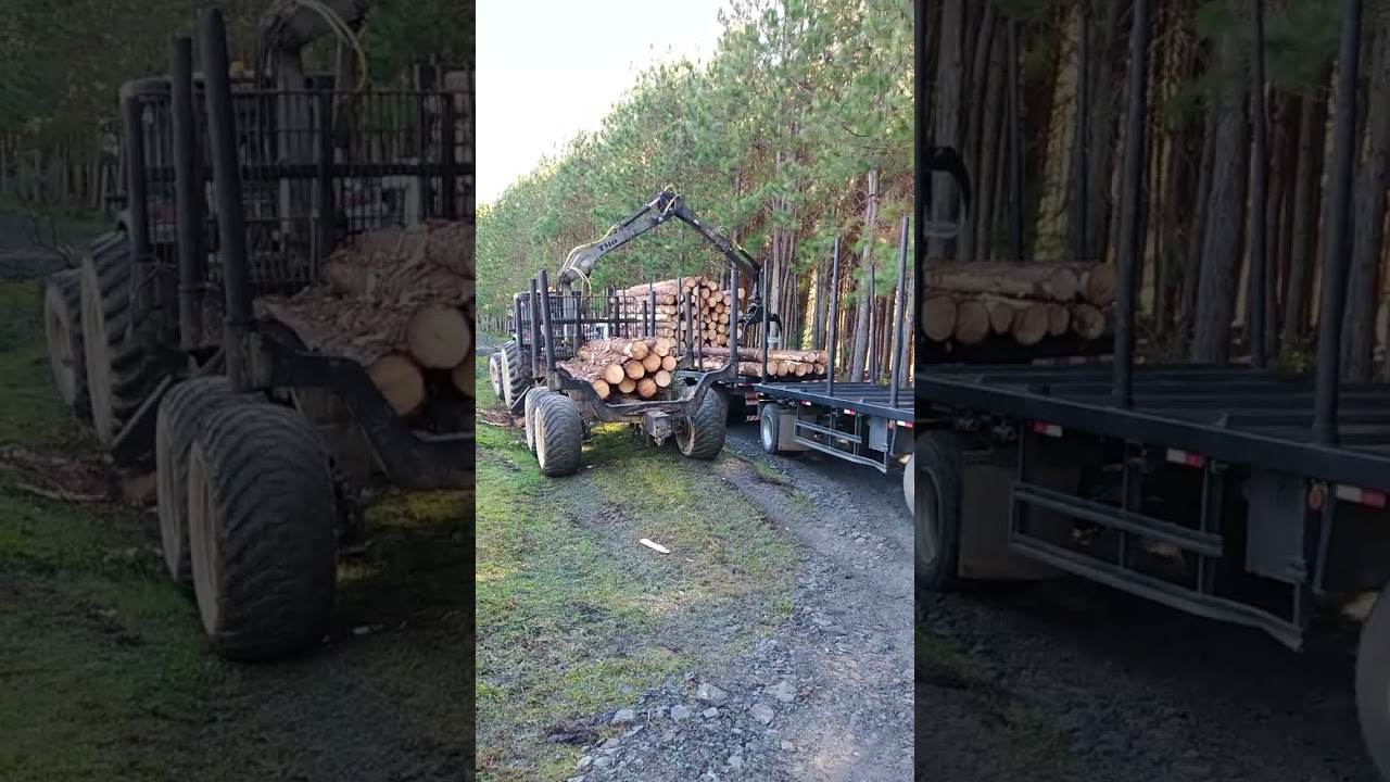 Carregamento de Caminh&atilde;o Transtora Pinus Elliotis Reflorestamento Munck Florestal TMO