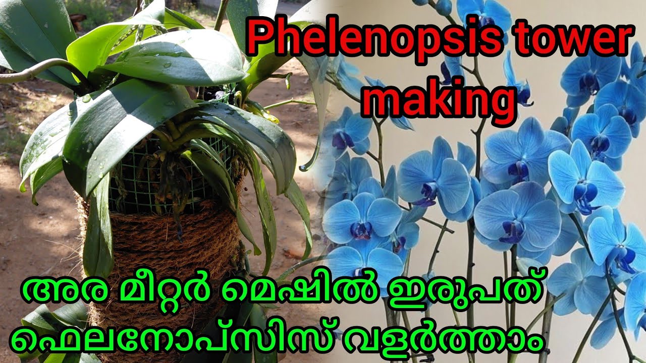 ഓർക്കിഡ് ചട്ടി വാങ്ങി ഇനി പണം പാഴാക്കേണ്ട | Phalenopsis tower mounting