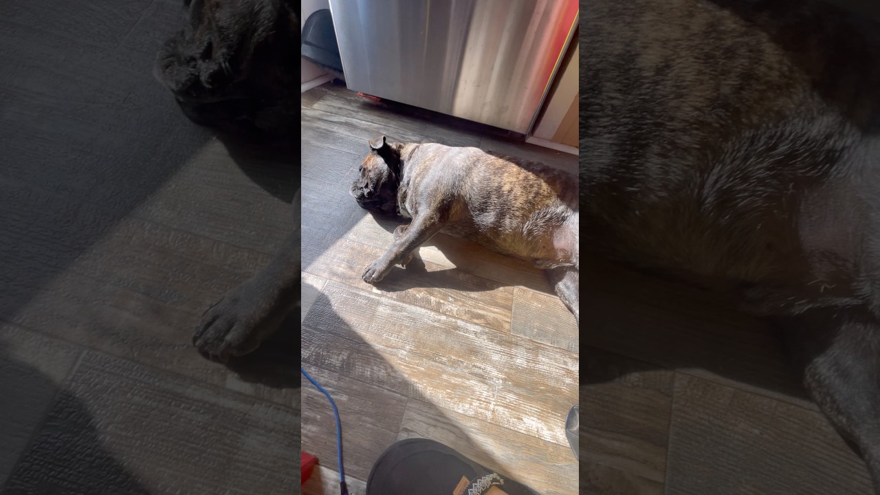 #trending #trend #funny #adoreble #frug #viralshorts #animals #animallovers #cute #aww #dog #lol