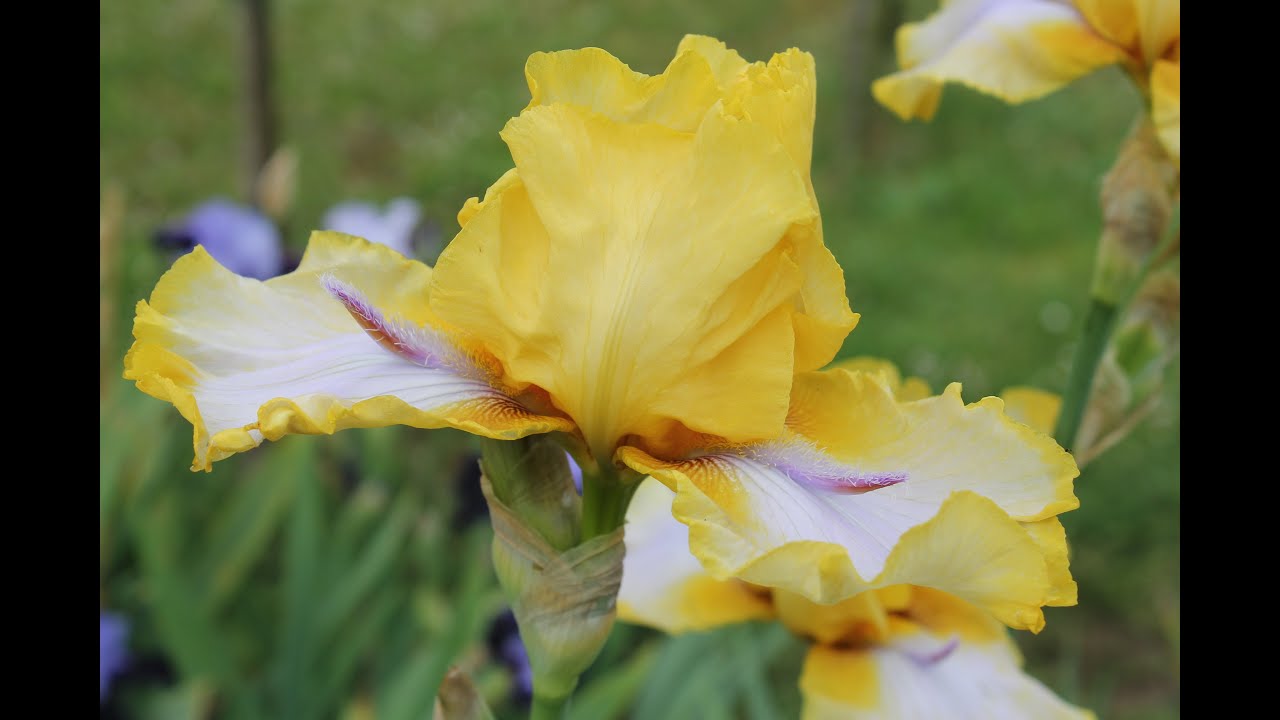 un jardin d'Iris