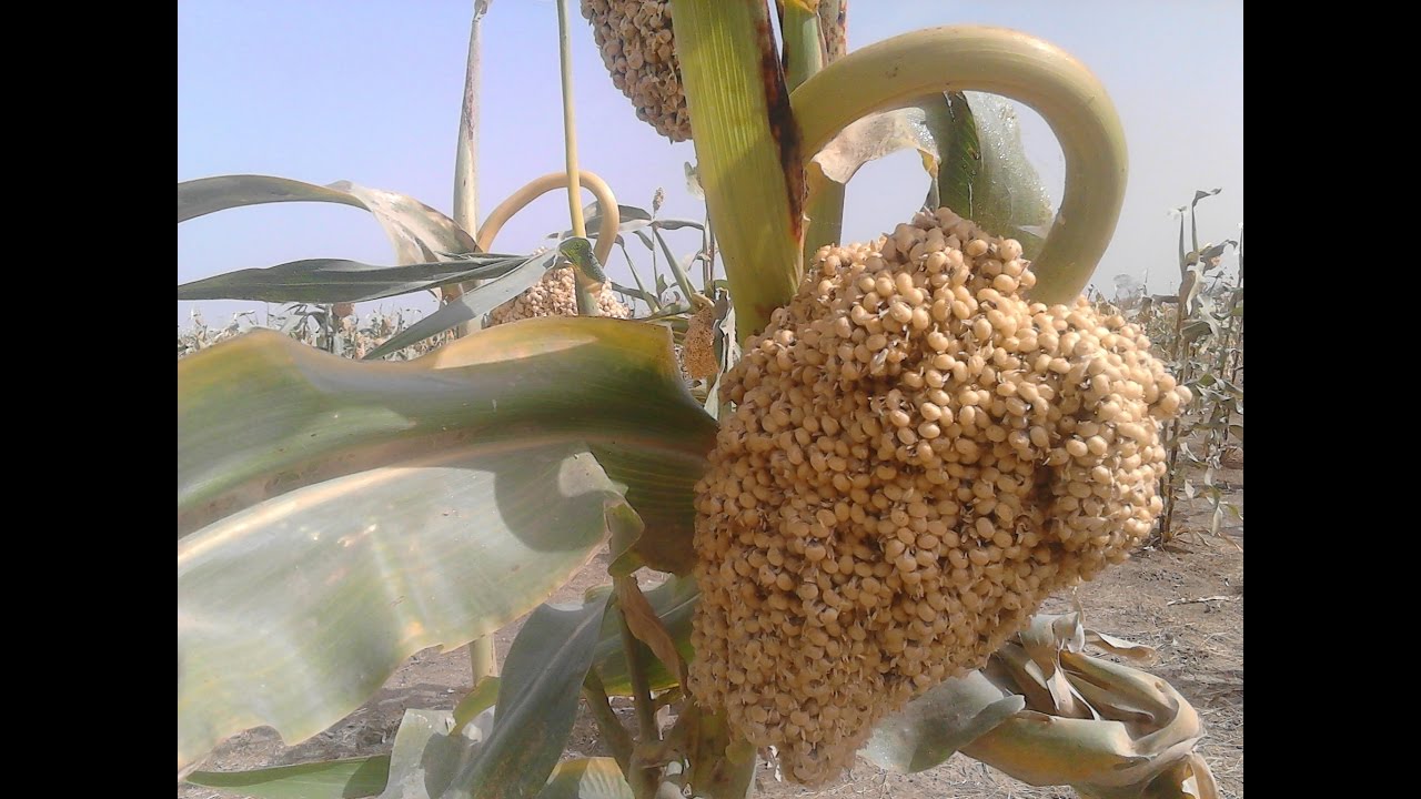 Projet C2D Sorgho: Ce qu'on a appris (1/2)