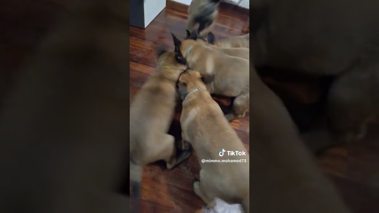 E bellissimo cucciolo Malinois ultimi tre cuccioli un maschio due femmine❤️❤️❤️ltali