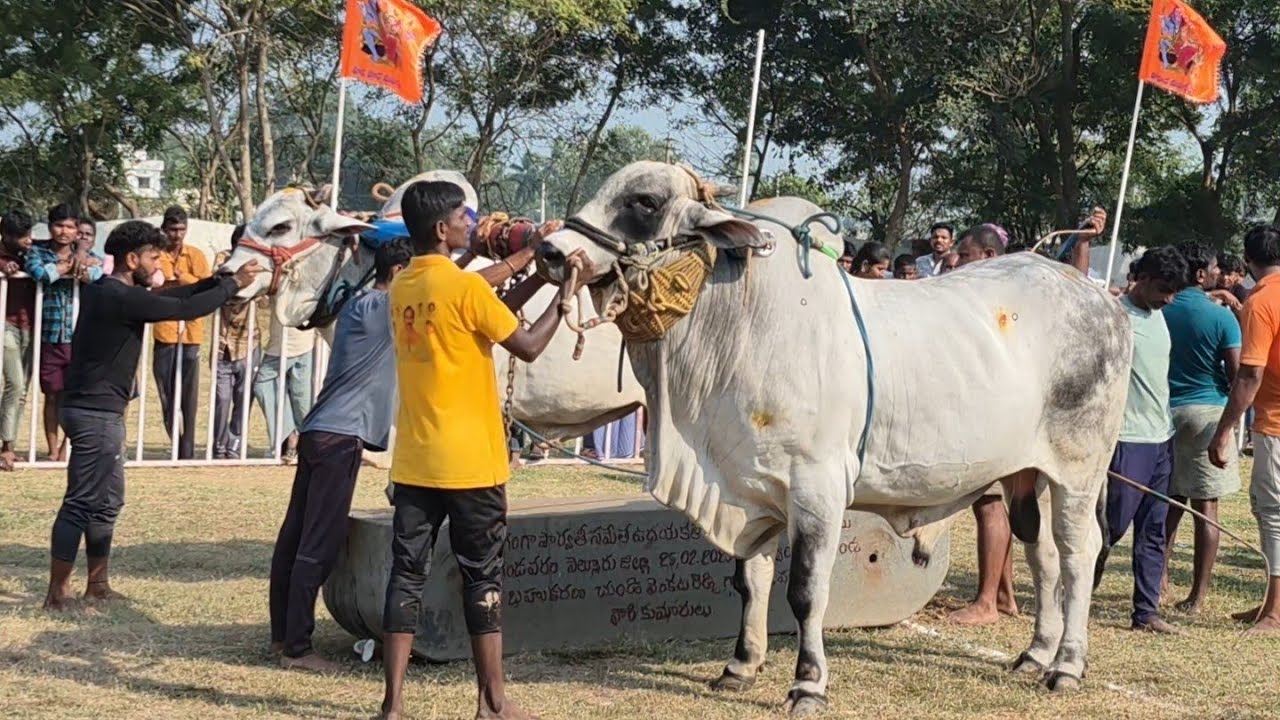 gandavaram yadhulu pandalu 14-2-2026 