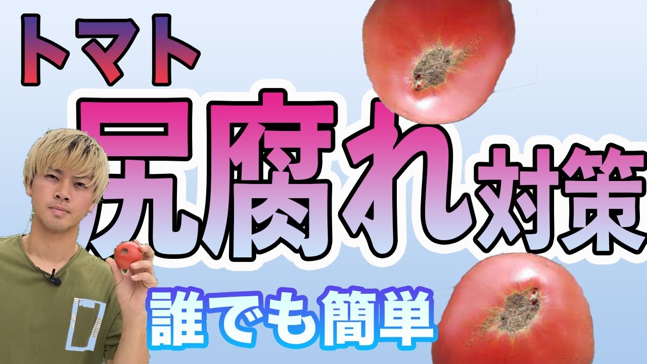 【トマト】尻腐れの原因と対策。これをみてもう尻腐れで悩まないようにしよう！
