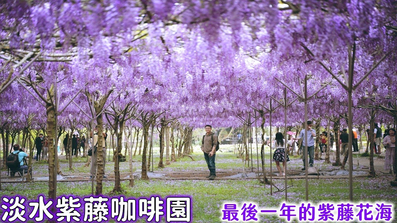 2021淡水紫藤咖啡園水源園區千株紫色花海大爆開！這片紫色世界不等人，花期僅十幾天錯過再等一年了！