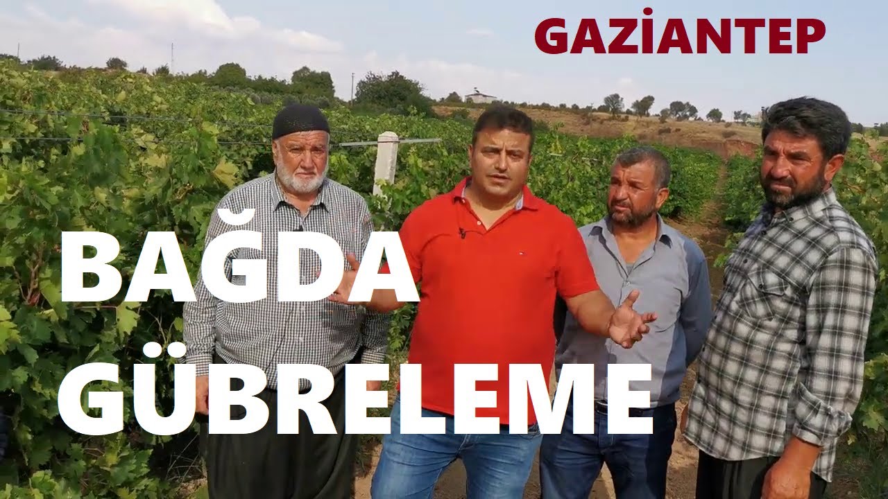 Gaziantep - Antep Karası - Kilis Karası  Ve Antep Hönüsü Çeşidi Üzüm Bağlarında Gübreleme