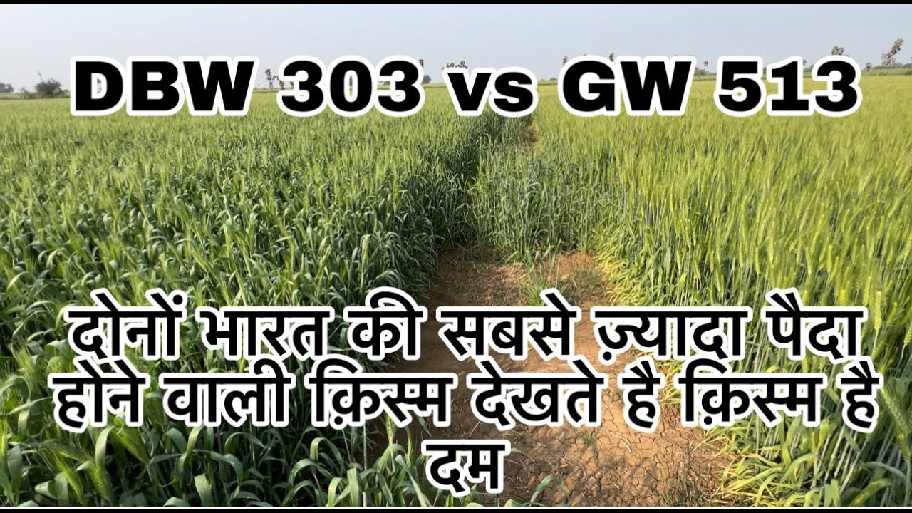 GW 513 vs DBW 303 Gehu kisme kitna dum chaliye dekhte h
