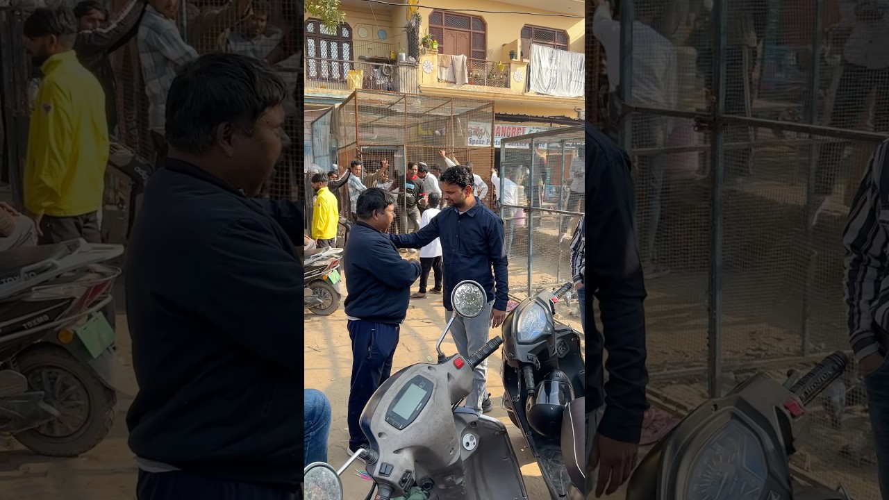 Shazad Bhai Loni pets market #shorts #kabutar #pigeon #pigeons #kabootar
