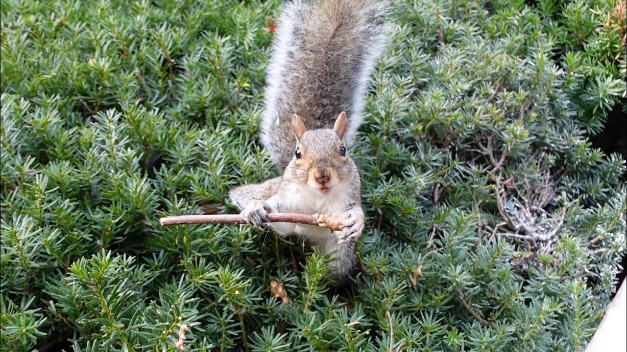 Squirrels' reactions to apple sticks