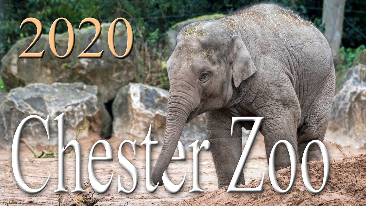 Chester Zoo