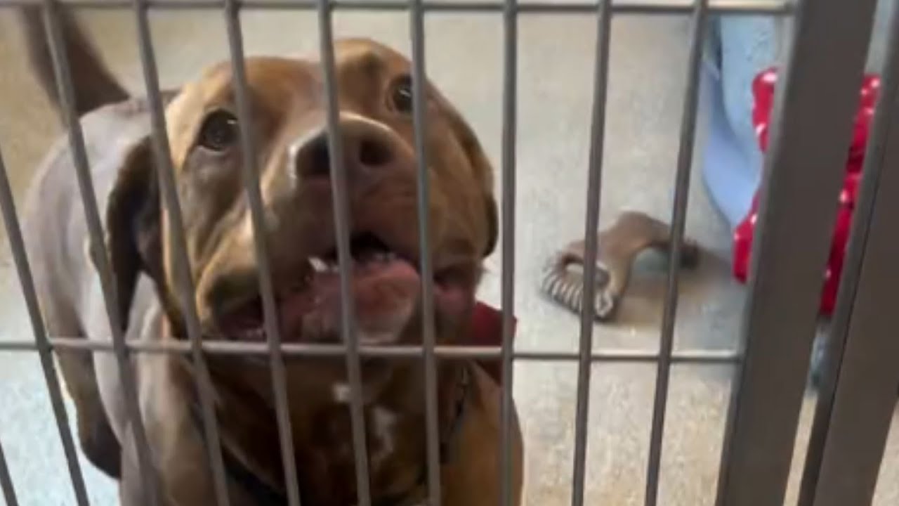 This Pit Bull Waited Over 1,000 Days — Then a Stranger Changed His Life Forever