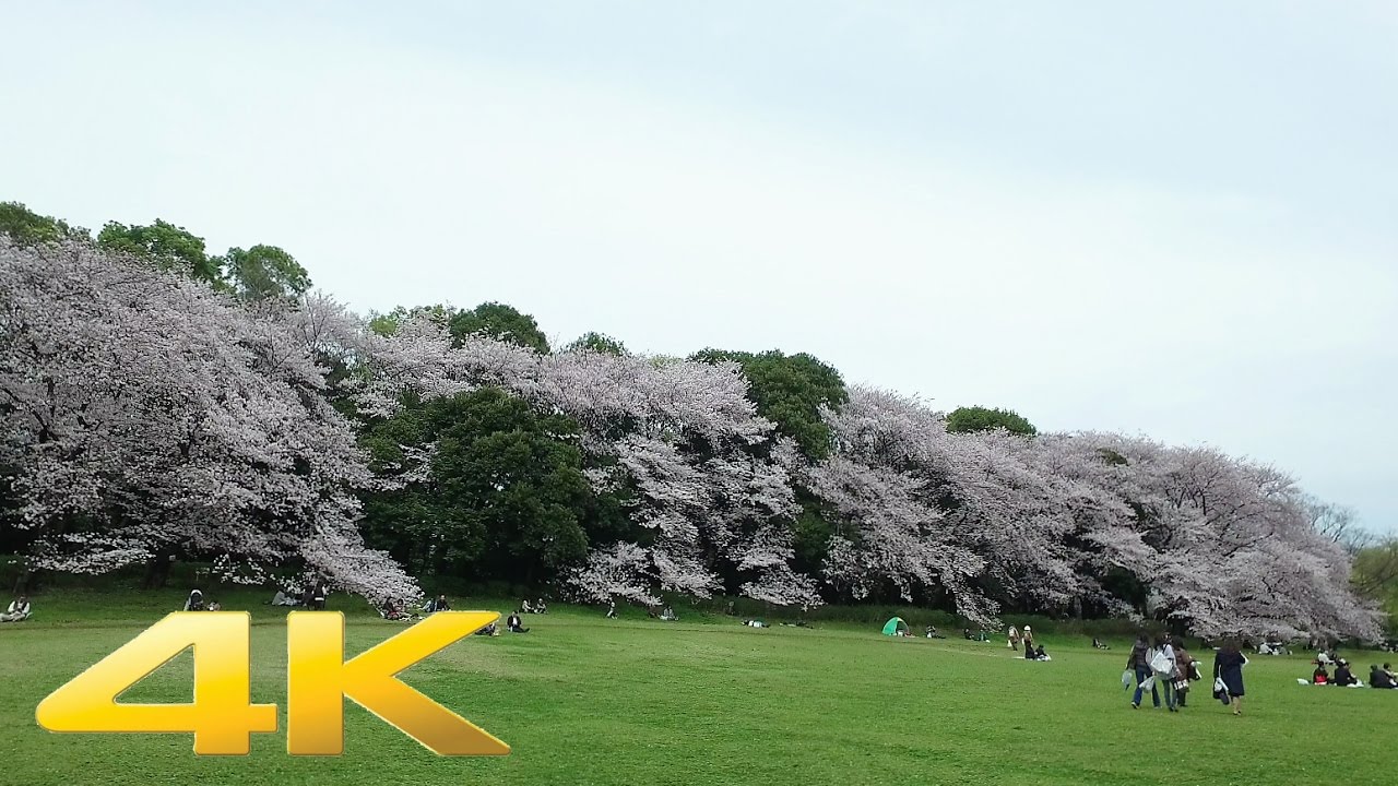 Kinuta park cherry blossoms 2017- Long Take【東京・砧公園】 4K