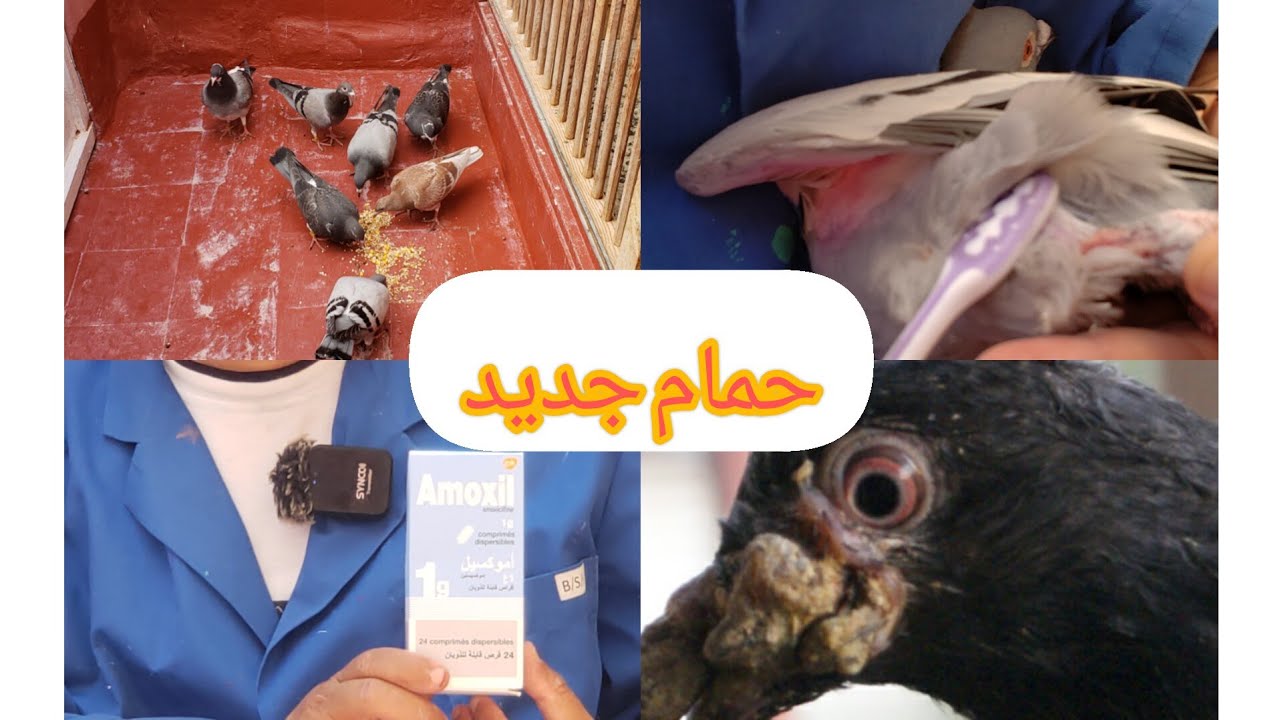 تلقيح الحمام ضد مرض(الجدري) + حمام جديد ولله الحمد وشكرا على تعليقاتكم المفيدة