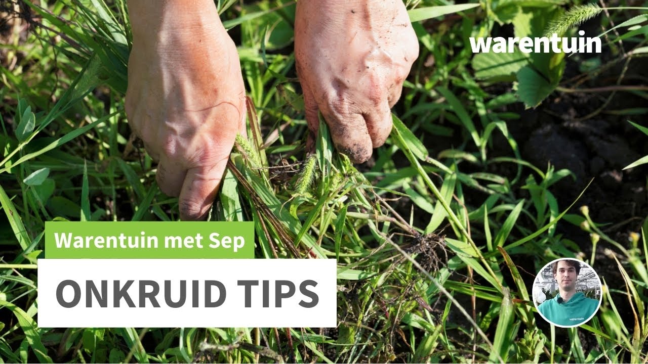Hoe kom ik van onkruid af?