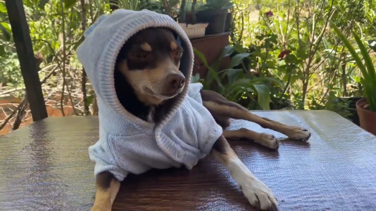 Como hacer ropita de perro con ropa de bebé ❤️