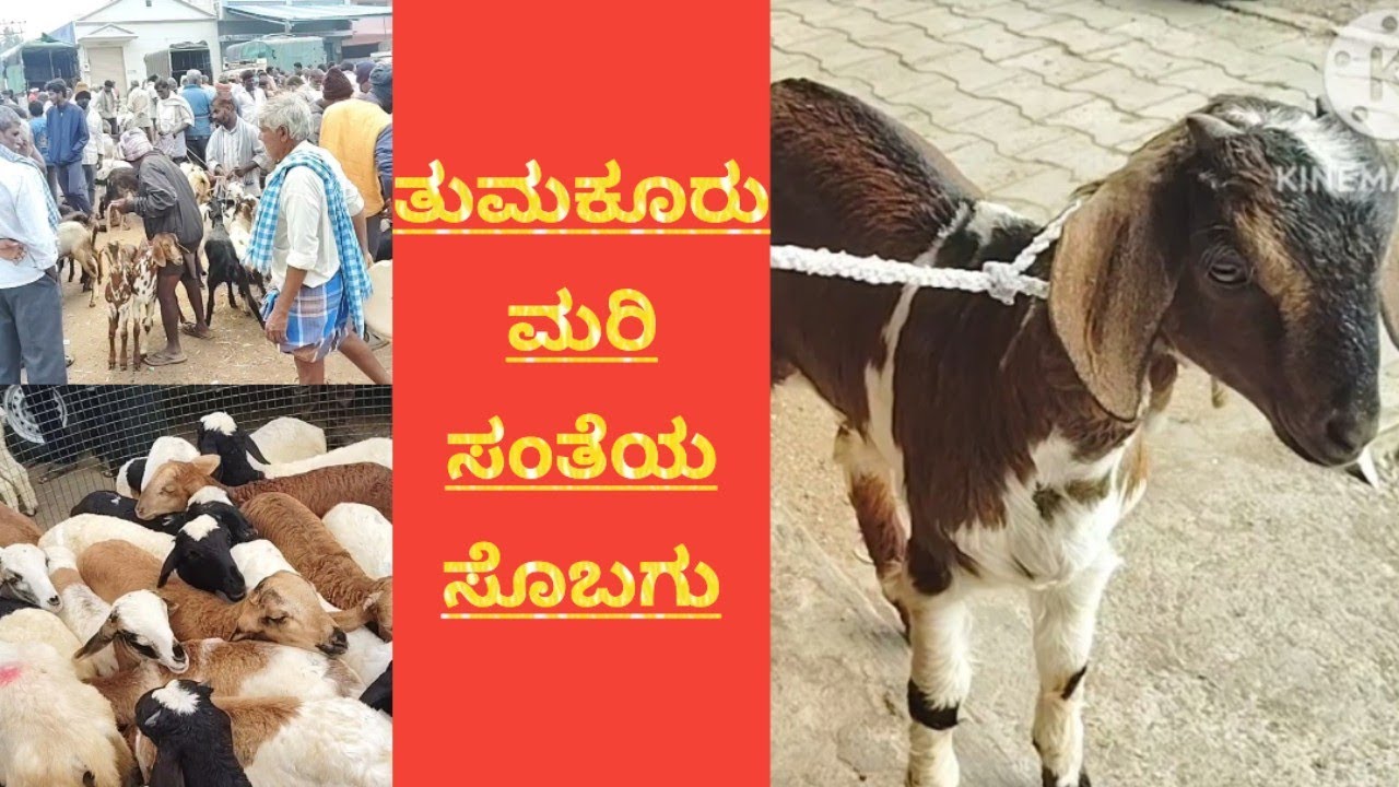 ಪ್ರತಿ ಮಂಗಳ ವಾರ tumkur ಮರಿ ಸಂತೆಯ ನೋಟ@ agrianimals