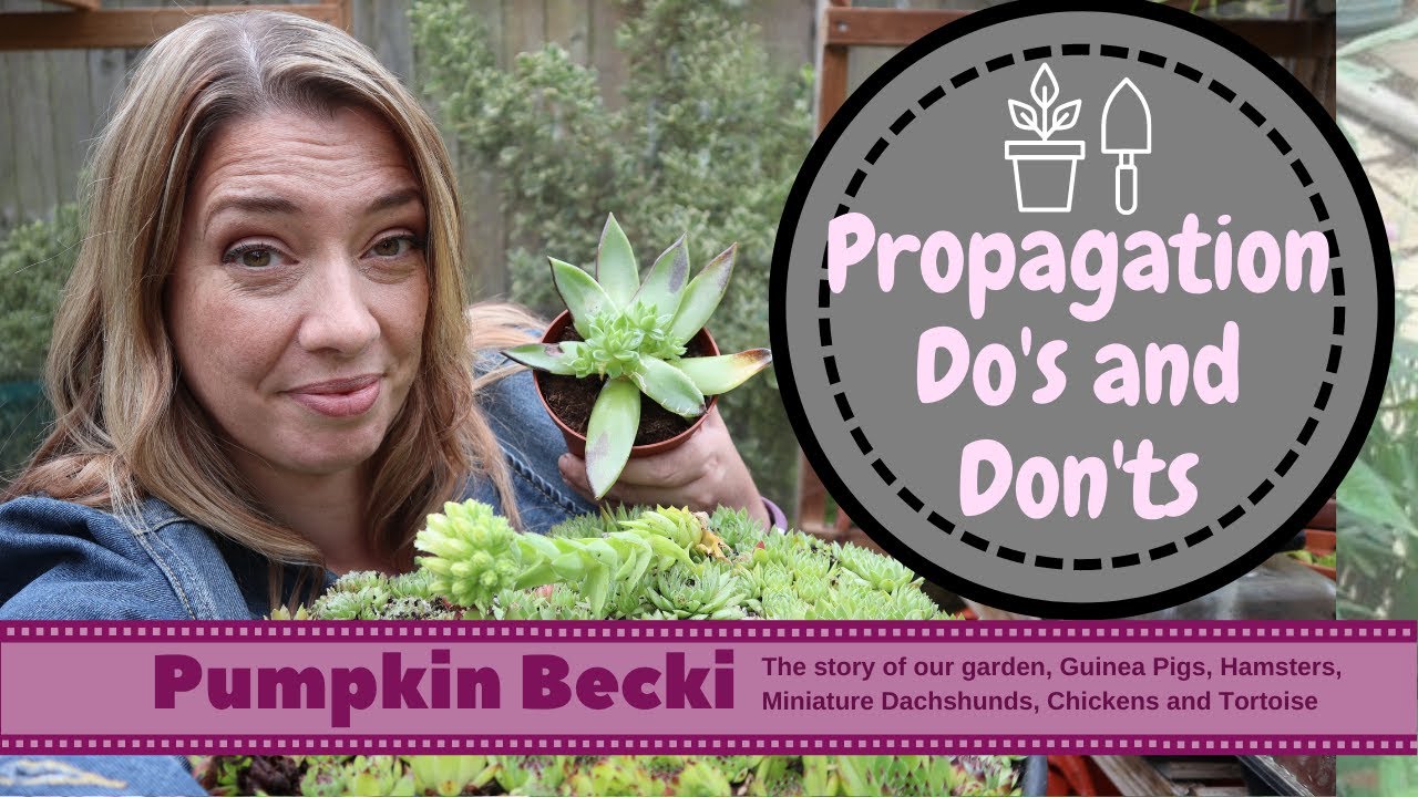 Propagating Do's and Don'ts for Succulents and Sempervivum