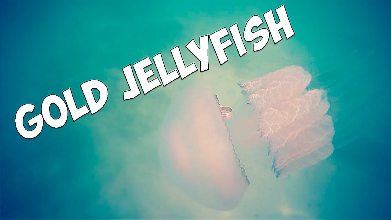 Metal detecting underwater. JELYFISH 4.0. GOLD, SILVER, COIN, TRASH /HD
