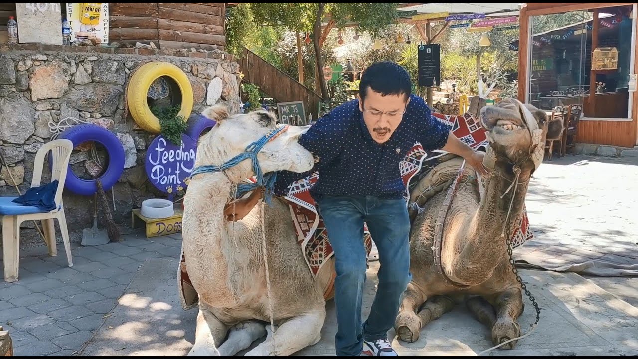Arkadaşımı Deve Isırdı | Camel Bit My Friend #camel #funny #fail #deve #komik