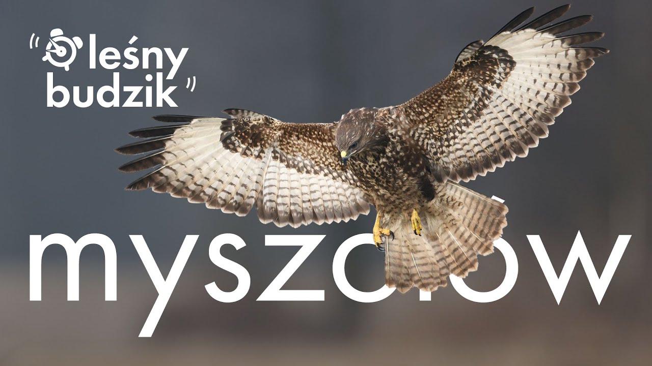 Leśny budzik - Myszołów