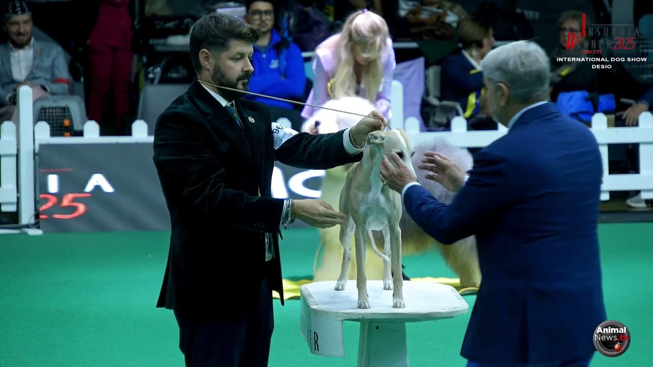 Desio   Best in Show