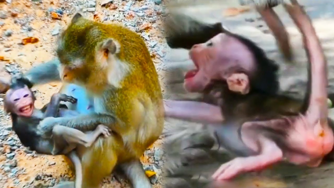The baby monkey was sad and cried a lot because the time for weaning had come.