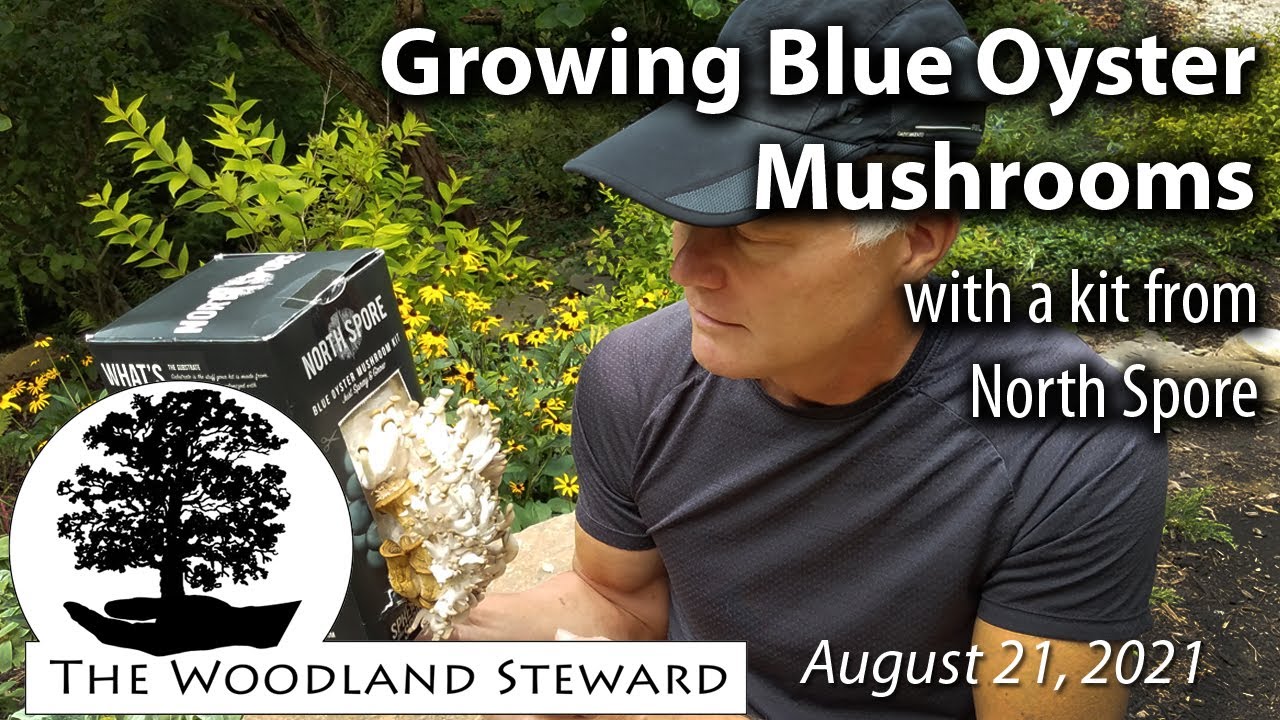 Growing Blue Oyster Mushrooms (with a kit from North Spore) – August 21, 2021