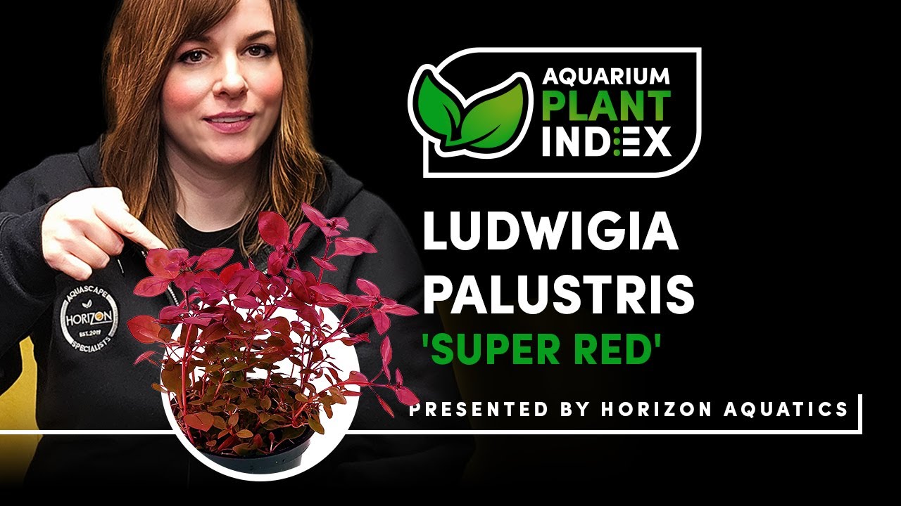 Ludwigia palustris 'Super Red Ludwigia' - Aquarium Plant Index