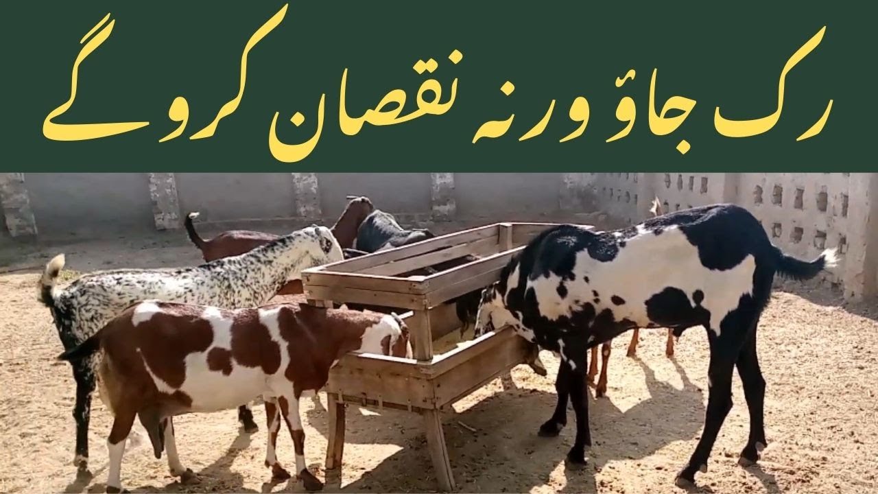 Goat Survives Miscarriage | Vehari Goat Farm | Portion