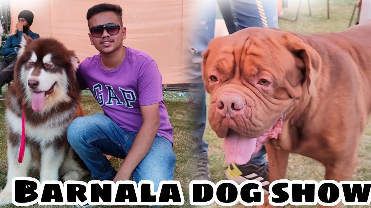 Barnala dog show part 4 🔥🔥( Alaskan Mallamute 🔥🔥 )