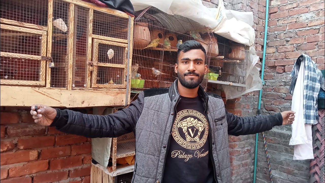 Aj sab Australian parrot sale kr diye😭