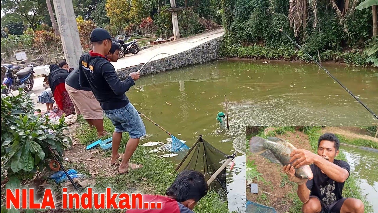 Ed44Nn...Nila segede ini‼️mancing nila indukan...( 3 juta)