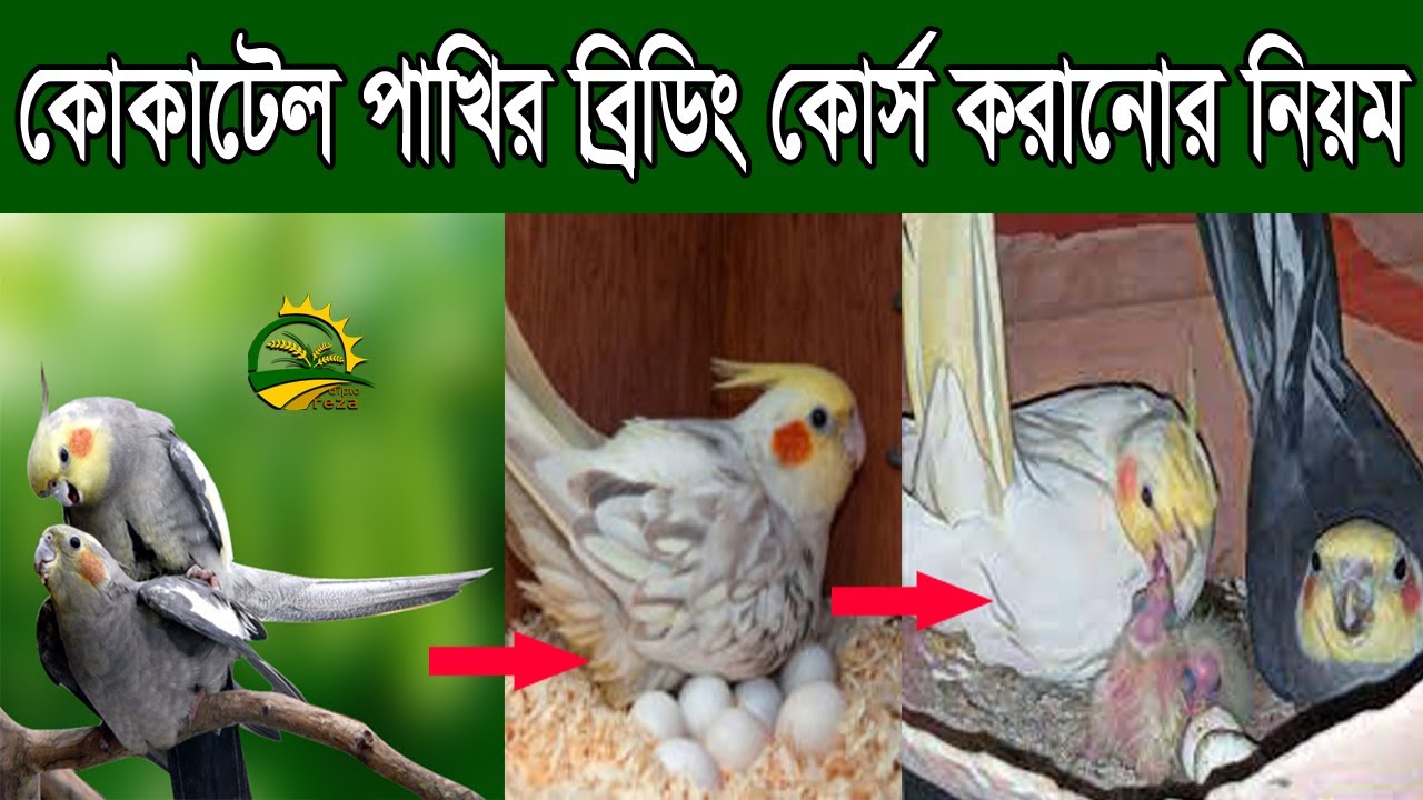 ককাটেল পাখি পালন প্রদ্ধতি || আপনি কি ভাবে ককাটেল পাখির ব্রিডিং কোর্স করাবেন A টু Z জেনে নিন ||