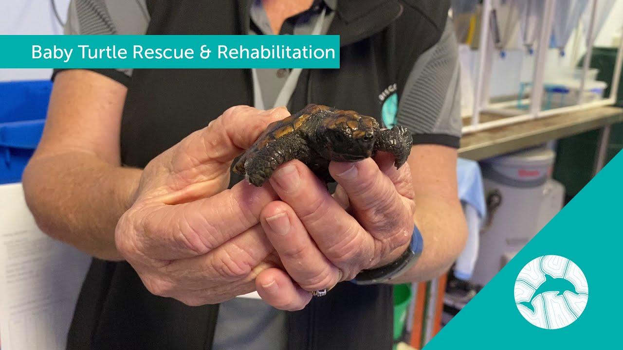 Baby Turtle Rescue & Rehabilitation