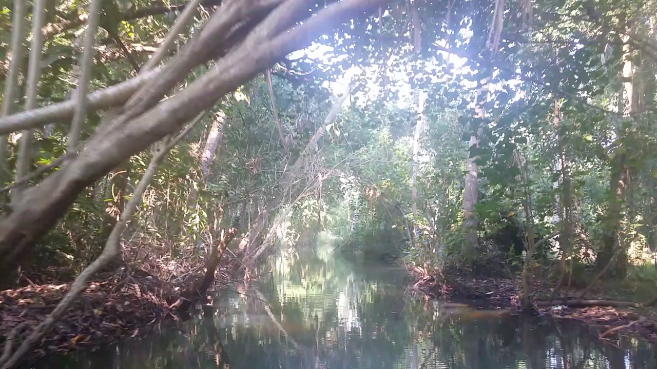 Mangroves in the lower Neyyar River, Western Ghats, India