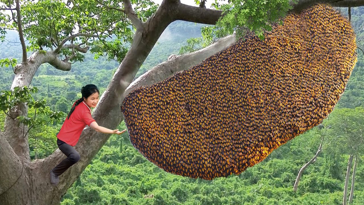 Full video: Harvesting 100kg of honey from a giant beehive goes to the market sell | Ella Daily Life