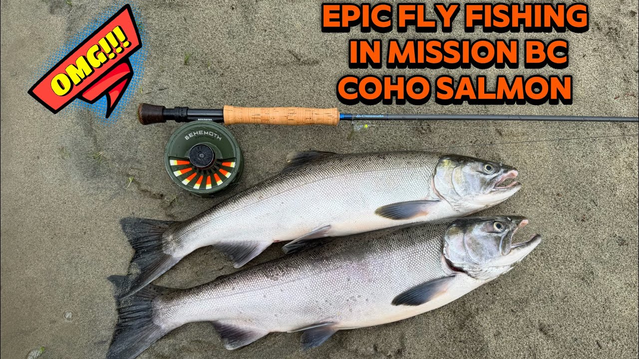 Epic Fly Fishing Adventure:Catching Coho Salmon in Mission BC October 24th
