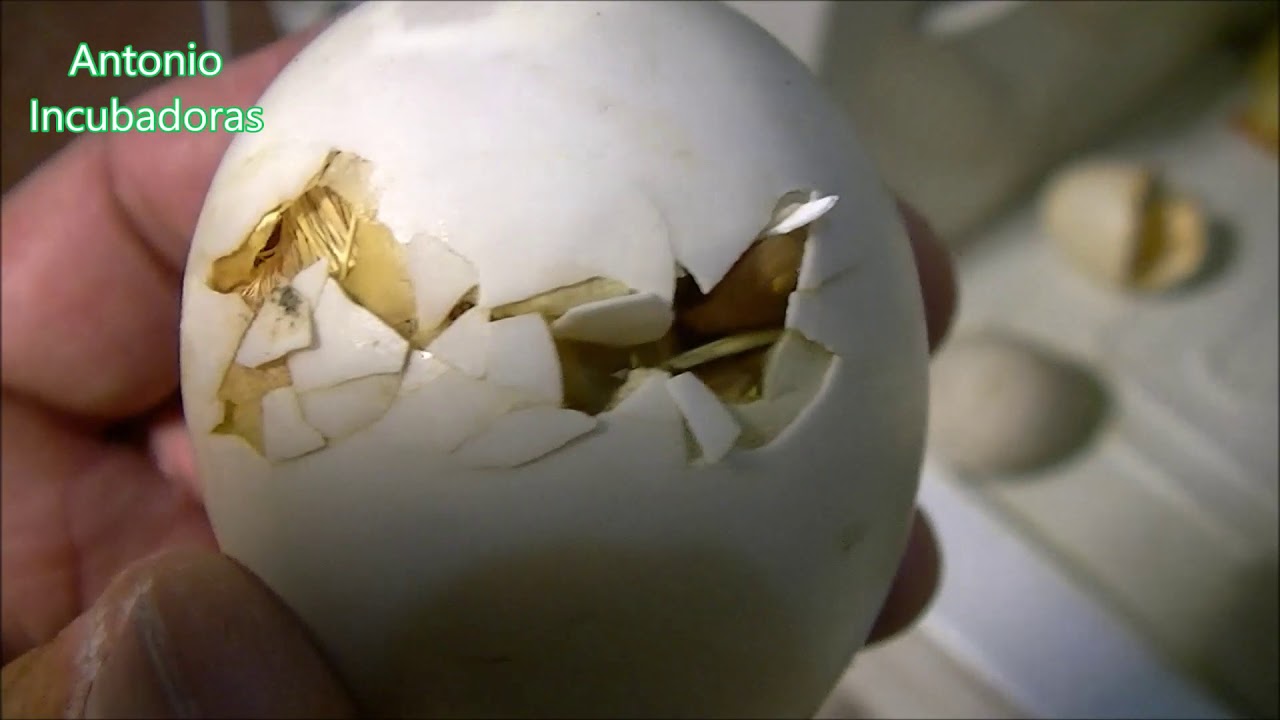 Incubación de huevos de patos en incubadora casera.