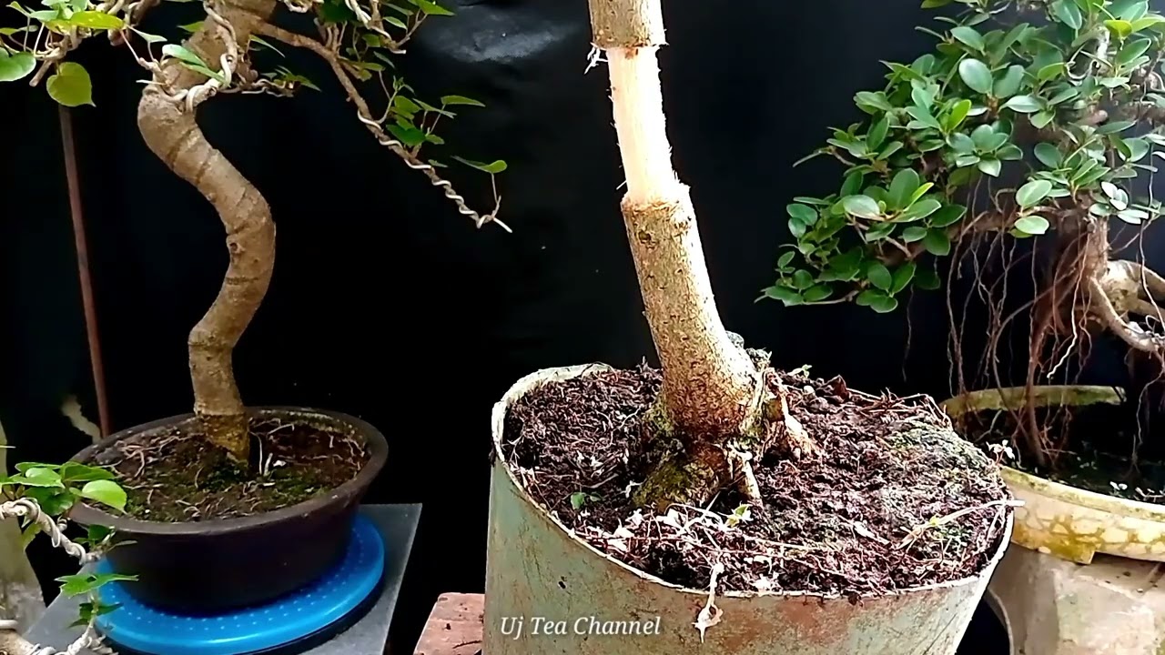 CARA MEMBUAT BONSAI THE MAX  