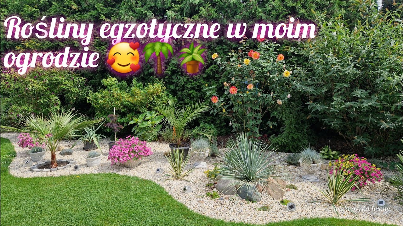 Rośliny egzotyczne w moim ogrodzie - palmy - juki - kolokazje - bananowce i inne.