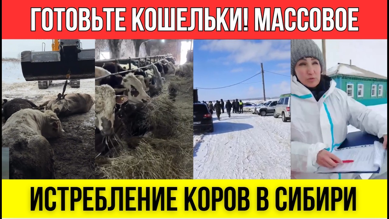 Массовые забой и сжигание коров в Сибири: СЖИГАЙТЕ НАС ВМЕСТЕ С КОРОВАМИ!
