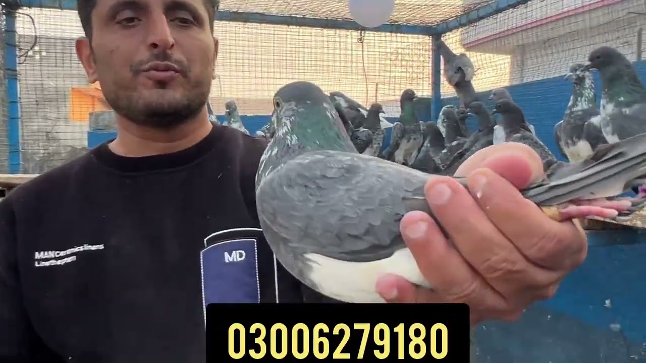  وی آئی پی بریڈر چپڑے کبوتروں کا شوق۔ابابیل۔ انڈین پادریوں والے۔ ۔ 