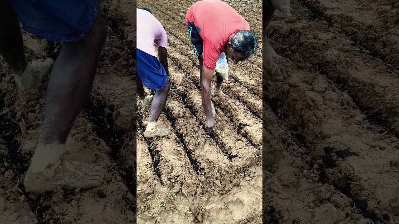 Rice DSR sowing in IFS | Rice Sowing in DSR method #sowingseeds #rice #dsr