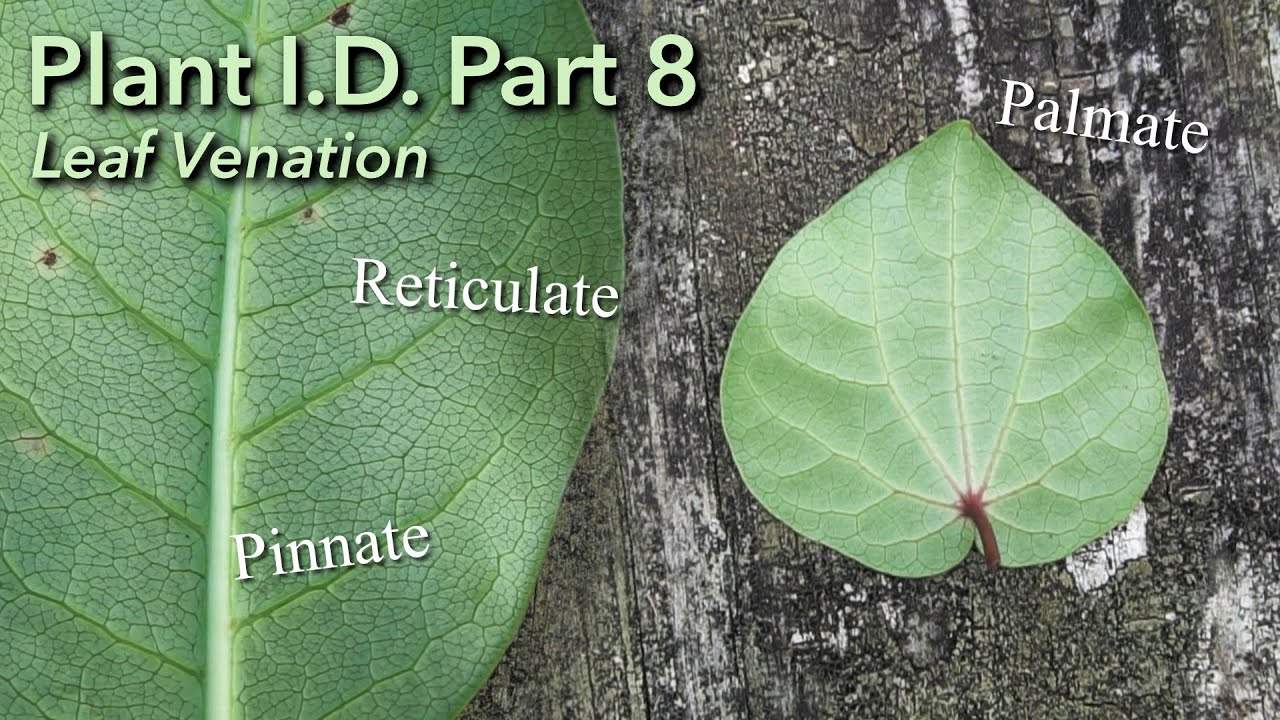 What is Leaf Venation? | Plant I.D. Part 8