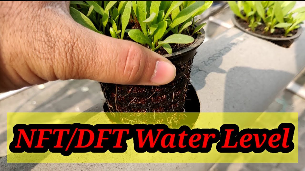 Hydroponics NFT/DFT में पानी का level मैं  कितना गहरा रखता हूं ?